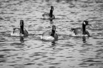 Geese swimming on a calm lake in black and white