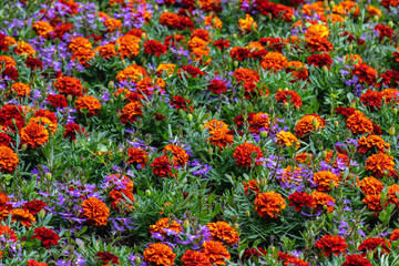 Colorful garden bed full of bright orange marigolds and purple flowers creating a vivid summer floral display in nature.