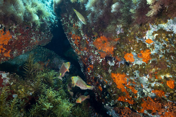 diversi esemplari di pesce pappagallo del Mediterraneo, Sparisoma cretense