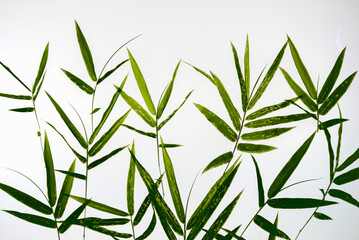 Leaf arrangement concept Bamboo shoots are young leaves on a whi