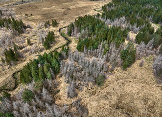 Higland landscape with partly dead fir forest on the Isle of Skye, inner Hebrides, Scotland, UK