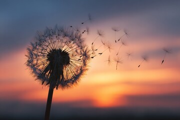 Dandelion seed head dispersal with flying seeds at dusk against a gradient sky; seeds detaching in warm light.