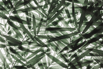 Leaf arrangement ideas Bamboo branches in black and white.