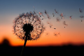 Silhouette of a Dandelion Seed Head with Seeds Dispersing in the Air Against a Sunset Sky