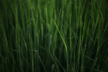 green grass background