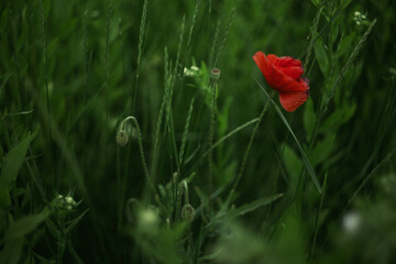 Obraz premium red poppy flower