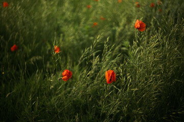 poppy field in summer