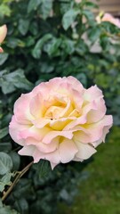 A delicate pink-yellow rose in focus in the foreground, with other flowers and green leaves in the background softly blurred (bokeh).