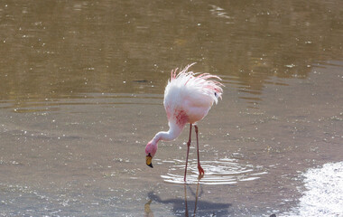 Flamingo in Bolivia