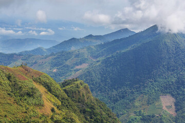 Jungle in Peru