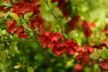 Henomeles is beautiful. The flowers of early spring delight with their beauty in the botanical garden