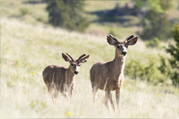 Band of Mule Deer