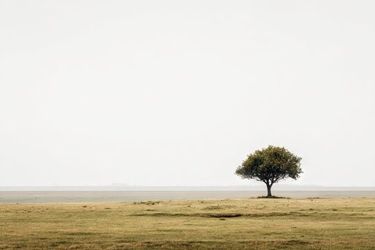 Solitary Tree Stands Tall Amidst Wide Open Field Under Overcast Sky, Landscape Featuring Sparse Grass and Hazy Horizon - Powered by Adobe