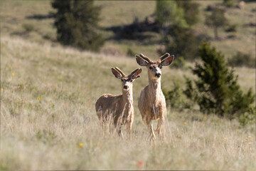 Band of Mule Deer