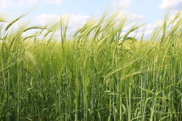 In my village, they also grow barley in my garden; barley is a healthy crop