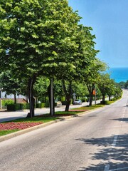alley, roadside road lined with deciduous trees. road leads to the sea. summer day