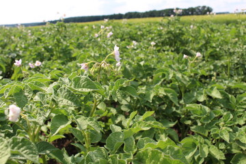 young potatoes are already beginning to bloom, the harvest will be excellent