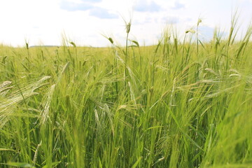 In my village, they also grow barley in my garden; barley is a healthy crop
