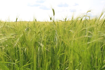 In my village, they also grow barley in my garden; barley is a healthy crop
