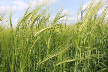 In my village, they also grow barley in my garden; barley is a healthy crop