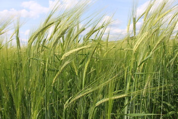 In my village, they also grow barley in my garden; barley is a healthy crop