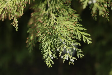 A close up of green Lawson Cypress branches