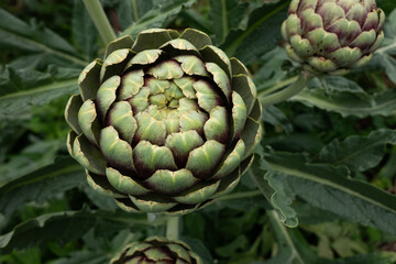 Artichoke buds in the field blooms in early summer.