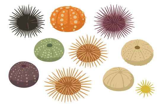 Sea urchin variety cartoon illustration displaying different colors, shapes, and textures of these marine invertebrates