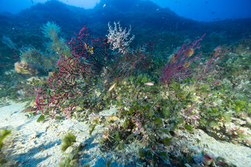 stella gorgone, Astrospartus mediterraneus, su gorgonia rossa, Paramuricea clavata	