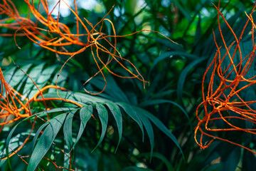 Dodder Genus Cuscuta is parasitic and totally dependent on other host plants for survival