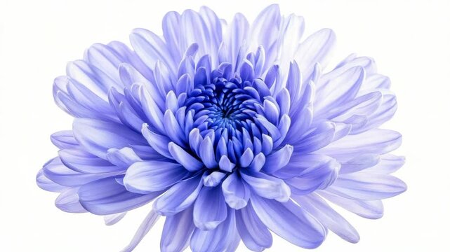 Vibrant purple chrysanthemum flower in full bloom, photographed in close-up on a white background, symbolizing beauty and elegance