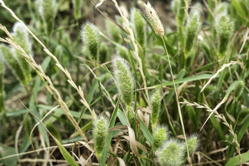 Wheat field in nature