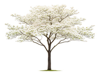 Obraz premium Dogwood tree png flowering tree png pink dogwood png white dogwood png garden tree png spring bloom tree png ornamental tree png transparent background image