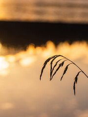 Beautiful winter sunset over a frozen lake in Sweden, showcasing delicate reeds in the foreground