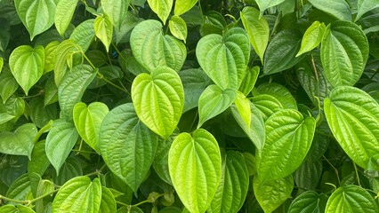 Lush Betel Vine Leaves in Garden