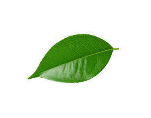 Obraz premium Glossy Emerald Leaf with Intricate Veins and Serrated Edges in Sharp Focus