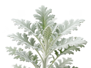 Dusty miller png silver leaf plant png foliage plant png decorative plant png garden plant png white leaf plant png ornamental plant png transparent background image