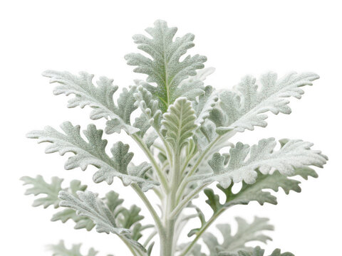 Dusty miller png silver leaf plant png foliage plant png decorative plant png garden plant png white leaf plant png ornamental plant png transparent background image