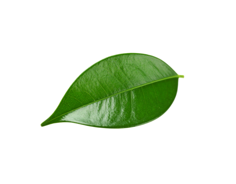 Glossy Ficus Leaf with Prominent Veins and Tapered Tip Studio Shot