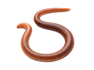 earthworm png worm png soil animal png composting worm png red wiggler png garden worm png organic decomposer png transparent background image