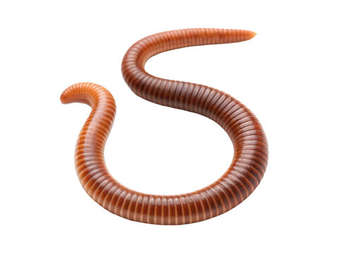 earthworm png worm png soil animal png composting worm png red wiggler png garden worm png organic decomposer png transparent background image