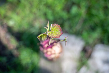 Top view of sprouted sweet potato in jar with water, only leaves in focus