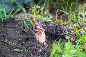 Sprouted sweet potato with leaves planted in garden soil