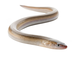 eel png aquatic animal png long fish png slippery fish png freshwater eel png sea creature png snake-like fish png transparent background image