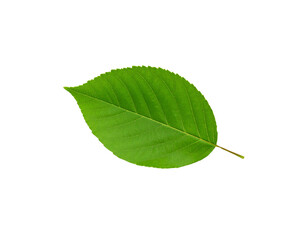 Obraz premium Single vibrant green leaf with detailed venation and serrated edges