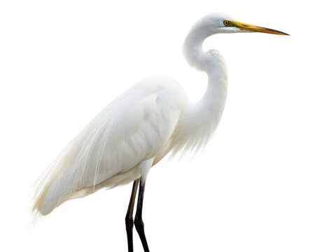 egret png white bird png wading bird png long-legged bird png water bird png wildlife animal png marsh bird png transparent background image