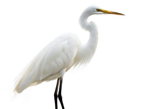 egret png white bird png wading bird png long-legged bird png water bird png wildlife animal png marsh bird png transparent background image