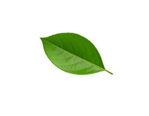 Single vibrant green leaf with detailed venation and smooth edges