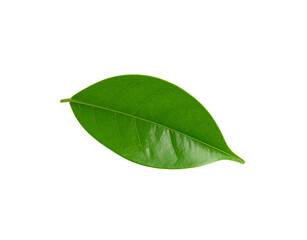 Obraz premium Single vibrant green leaf with detailed venation and smooth texture