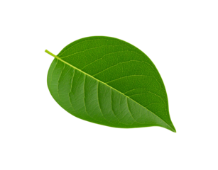 Single vibrant green leaf with intricate vein patterns and a smooth rounded shape